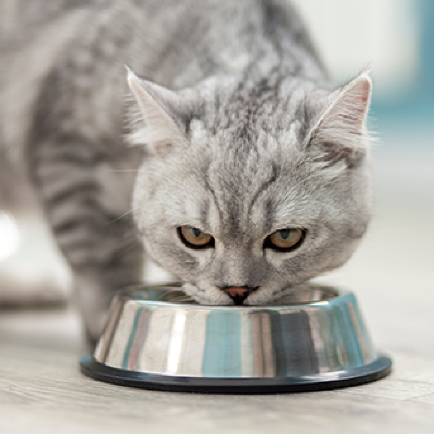 Gato gris comiendo concentrado en su plato.jpg